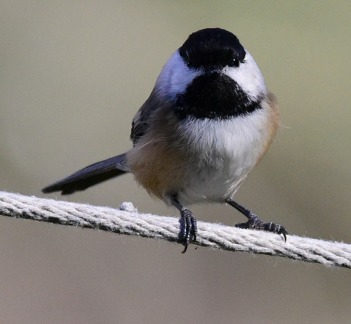 Гаїчка світлокрила - ML646198856