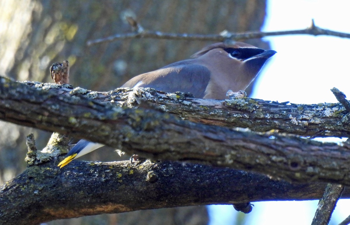 Cedar Waxwing - ML646198866