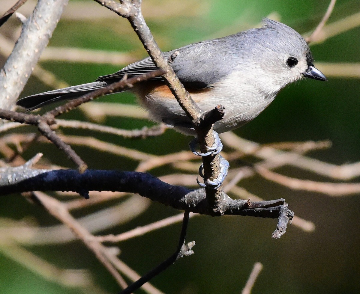 gråduskmeis - ML646198871