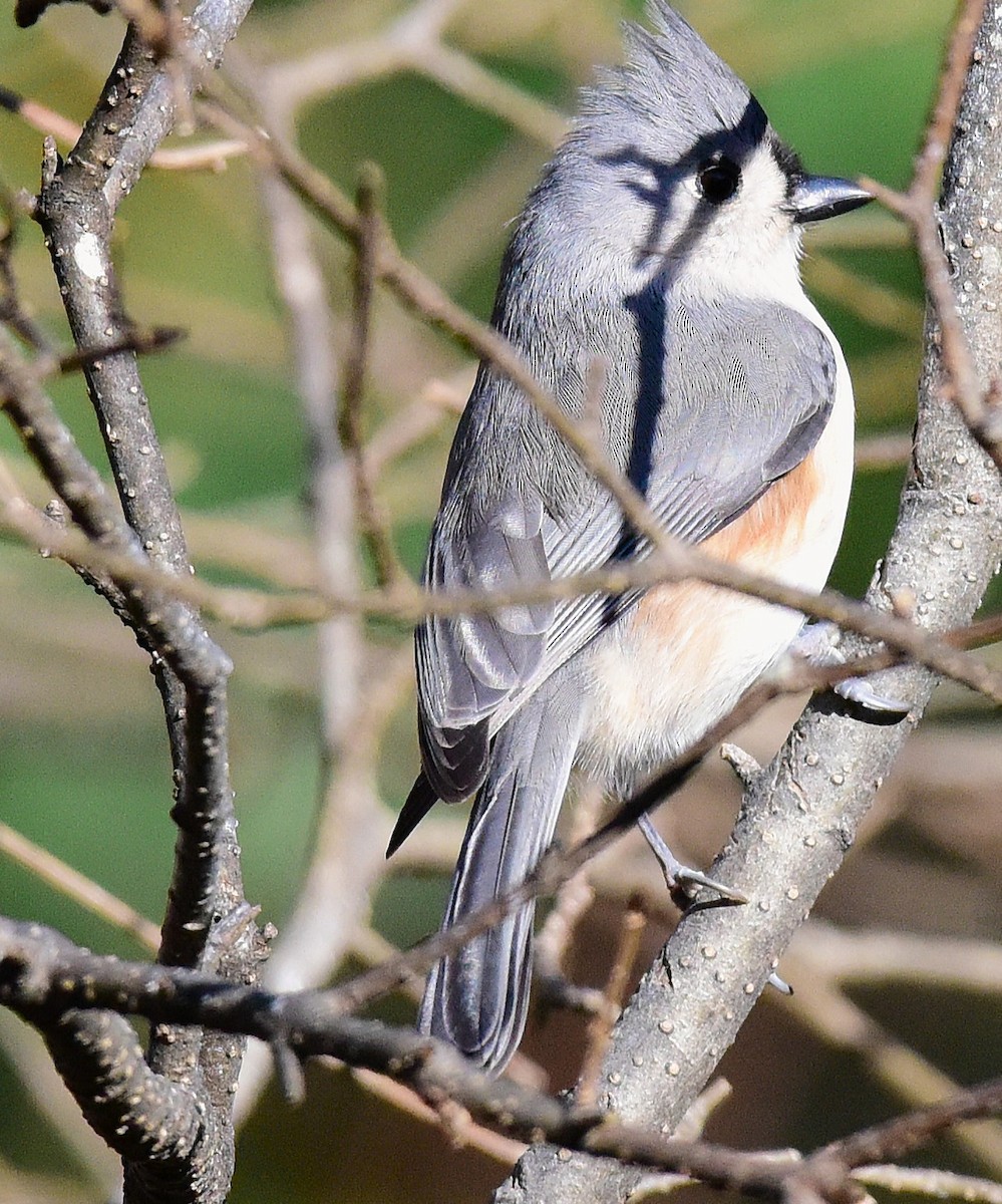 gråduskmeis - ML646198872