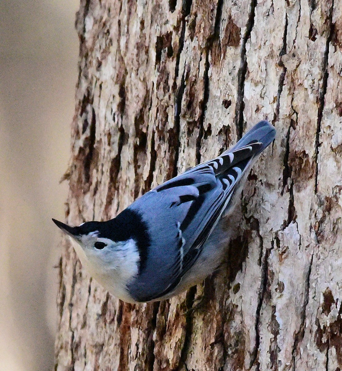 White-breasted Nuthatch - ML646198876