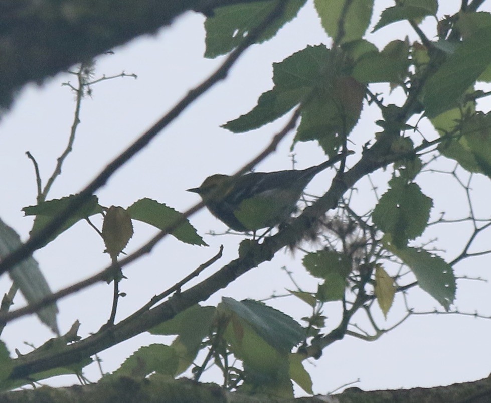 Black-throated Green Warbler - ML646198878