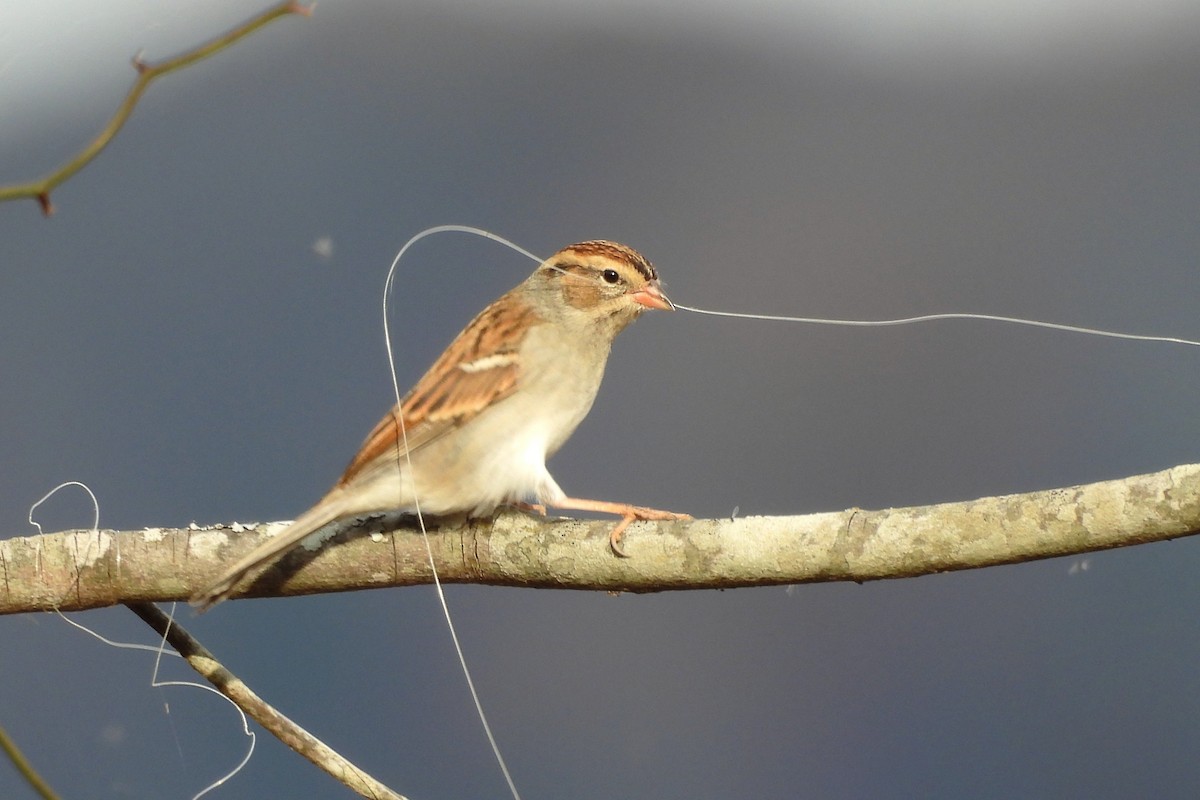 Chipping Sparrow - ML646198885