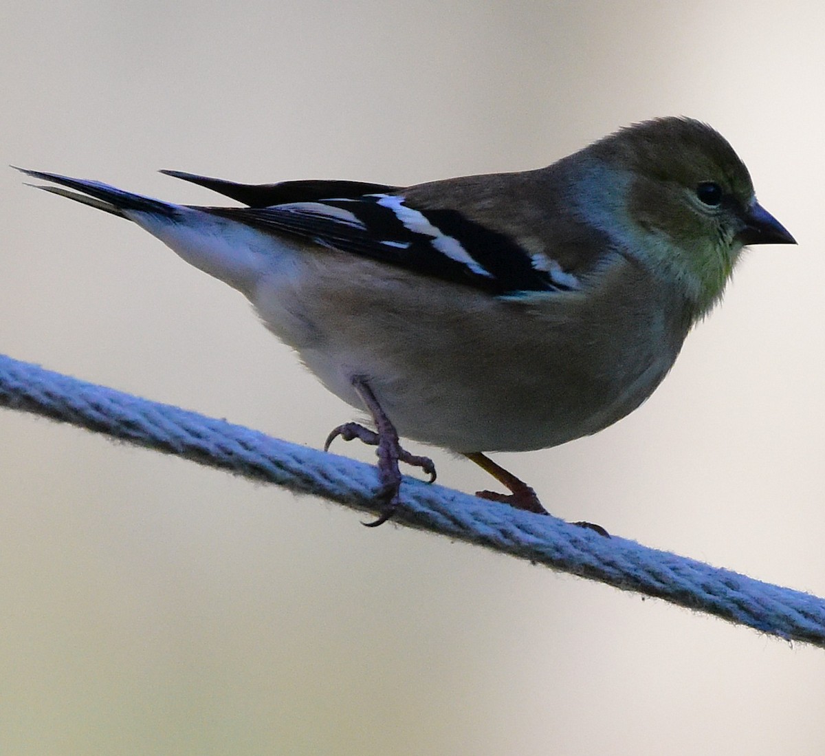 American Goldfinch - ML646198887