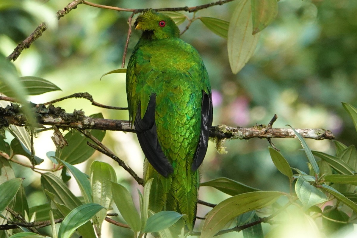 Crested Quetzal - ML646198891