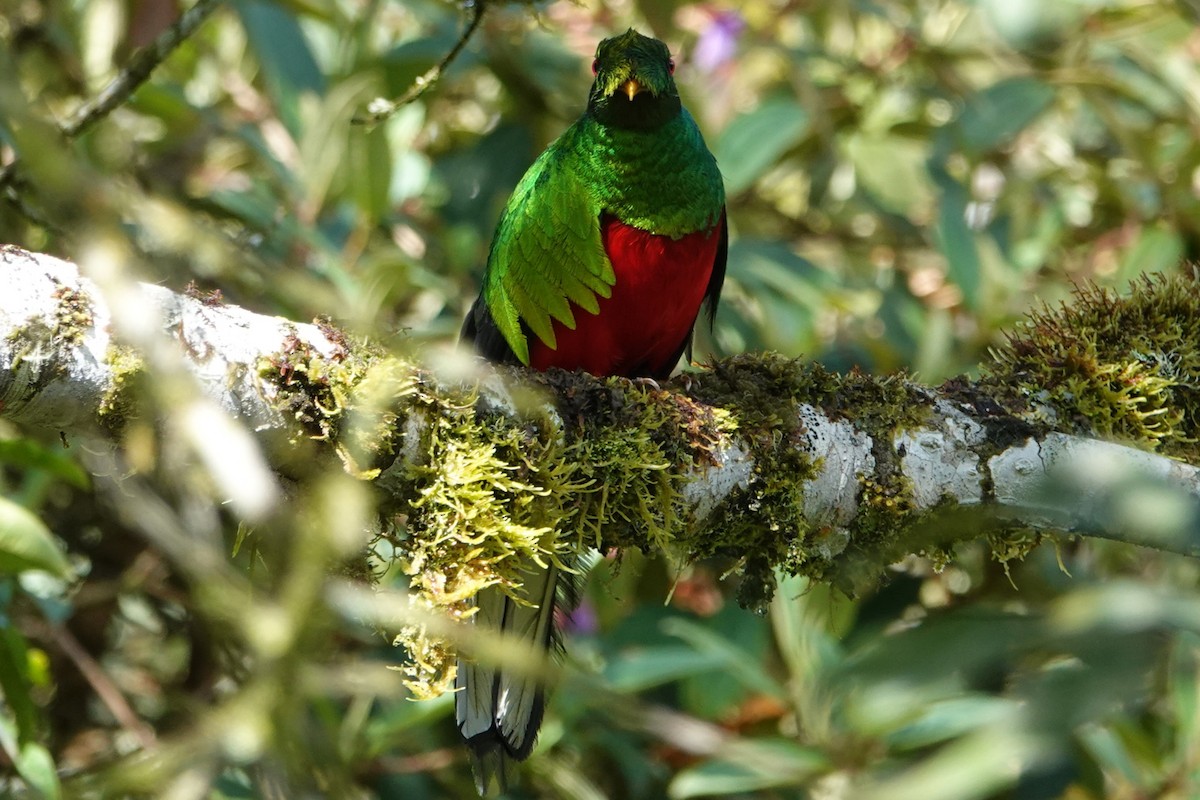 Crested Quetzal - ML646198892