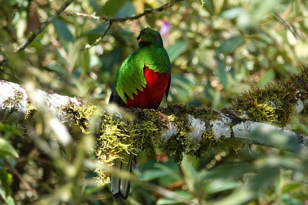 Crested Quetzal - ML646198893