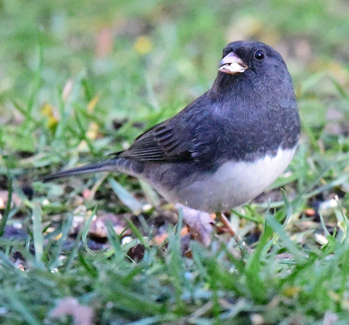 Dark-eyed Junco - ML646198897