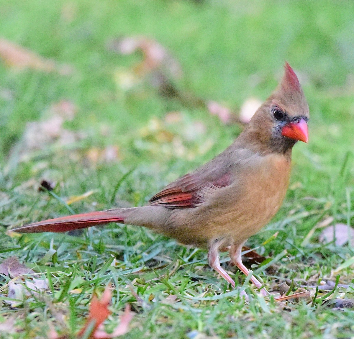 Northern Cardinal - ML646198903