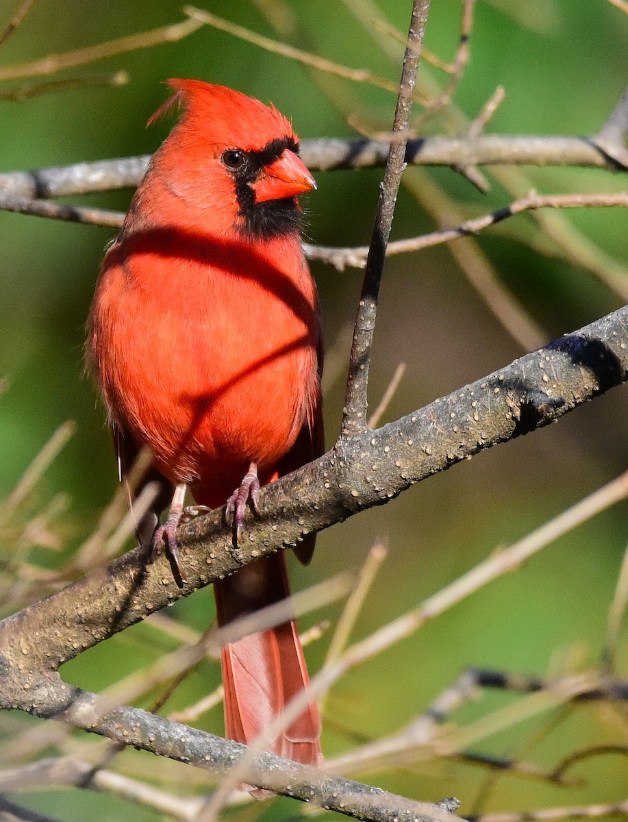 Northern Cardinal - ML646198904