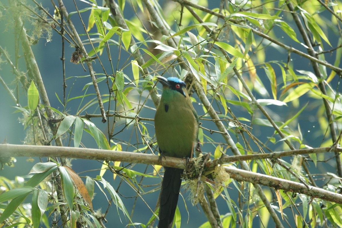 Andean Motmot - ML646198925