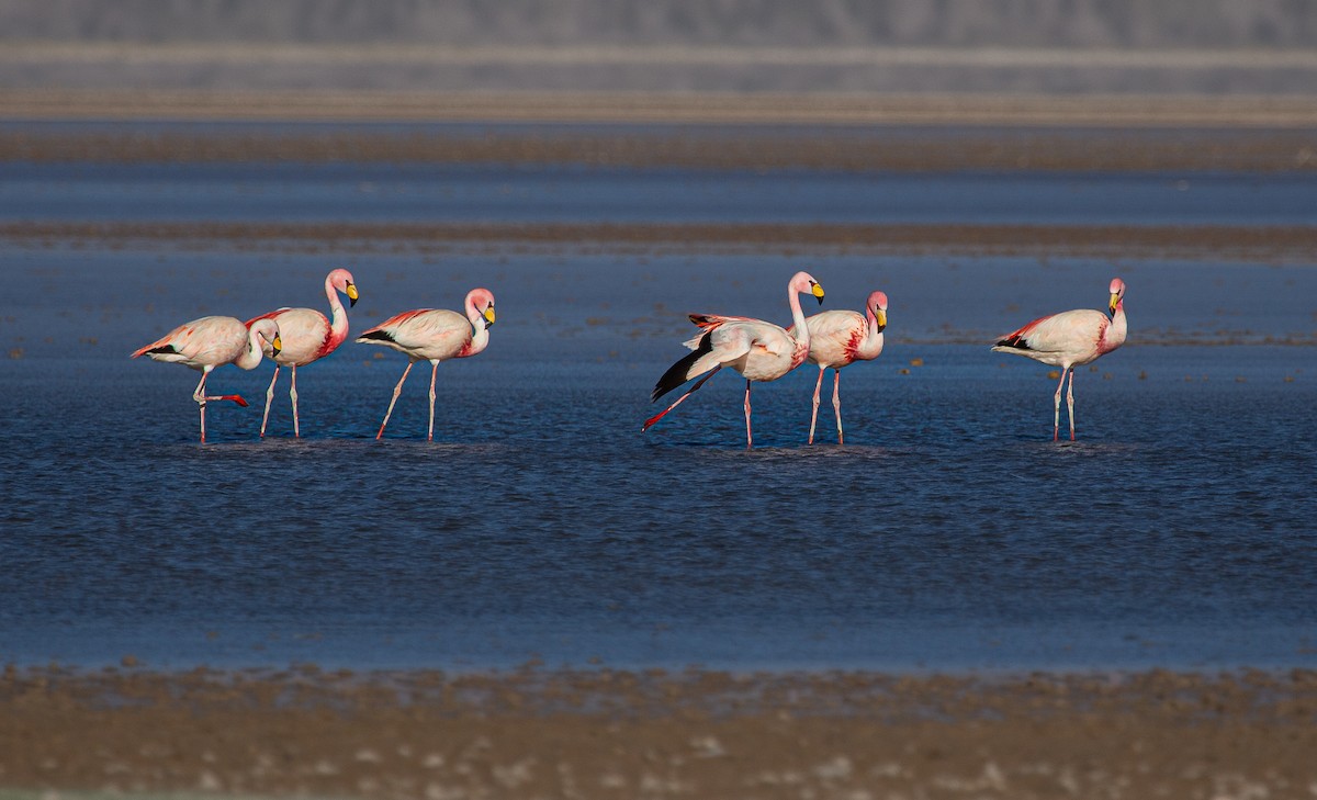 plameňák punový - ML646198929