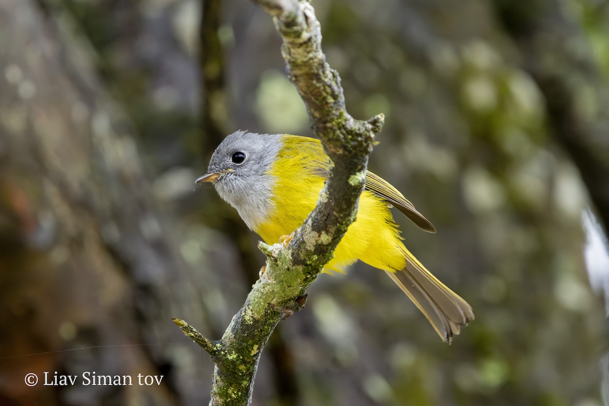 gråhodefluejeger - ML646198930