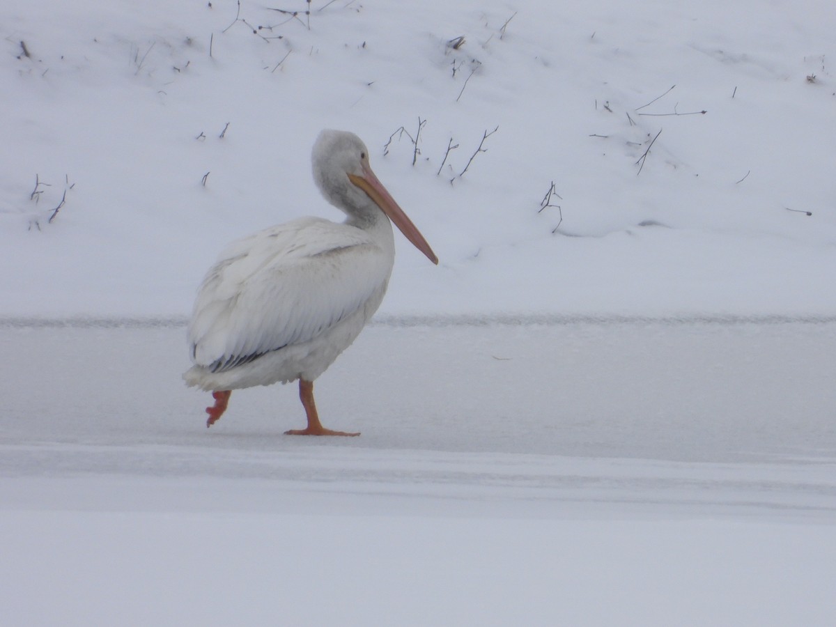 American White Pelican - ML646198932