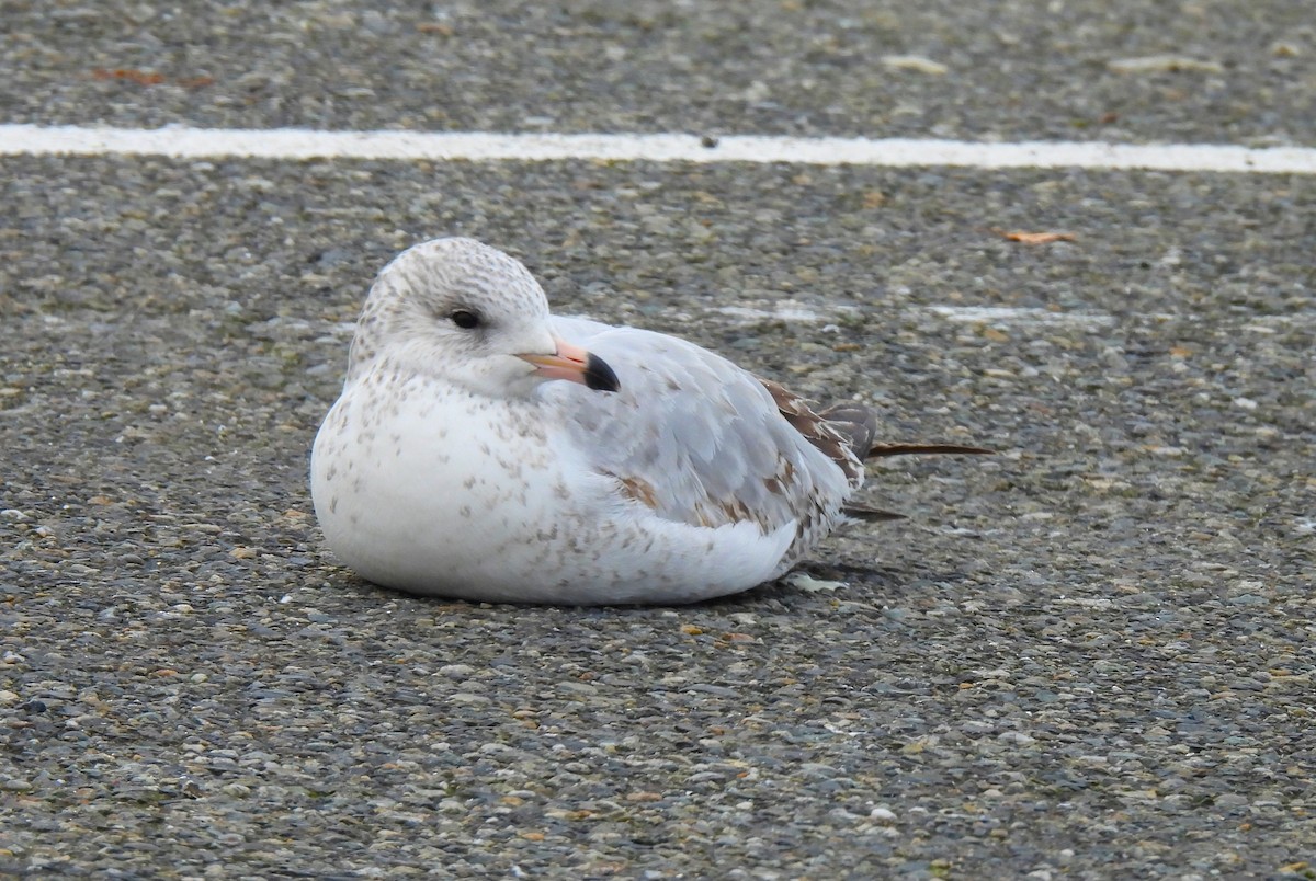 Ring-billed Gull - ML646198938