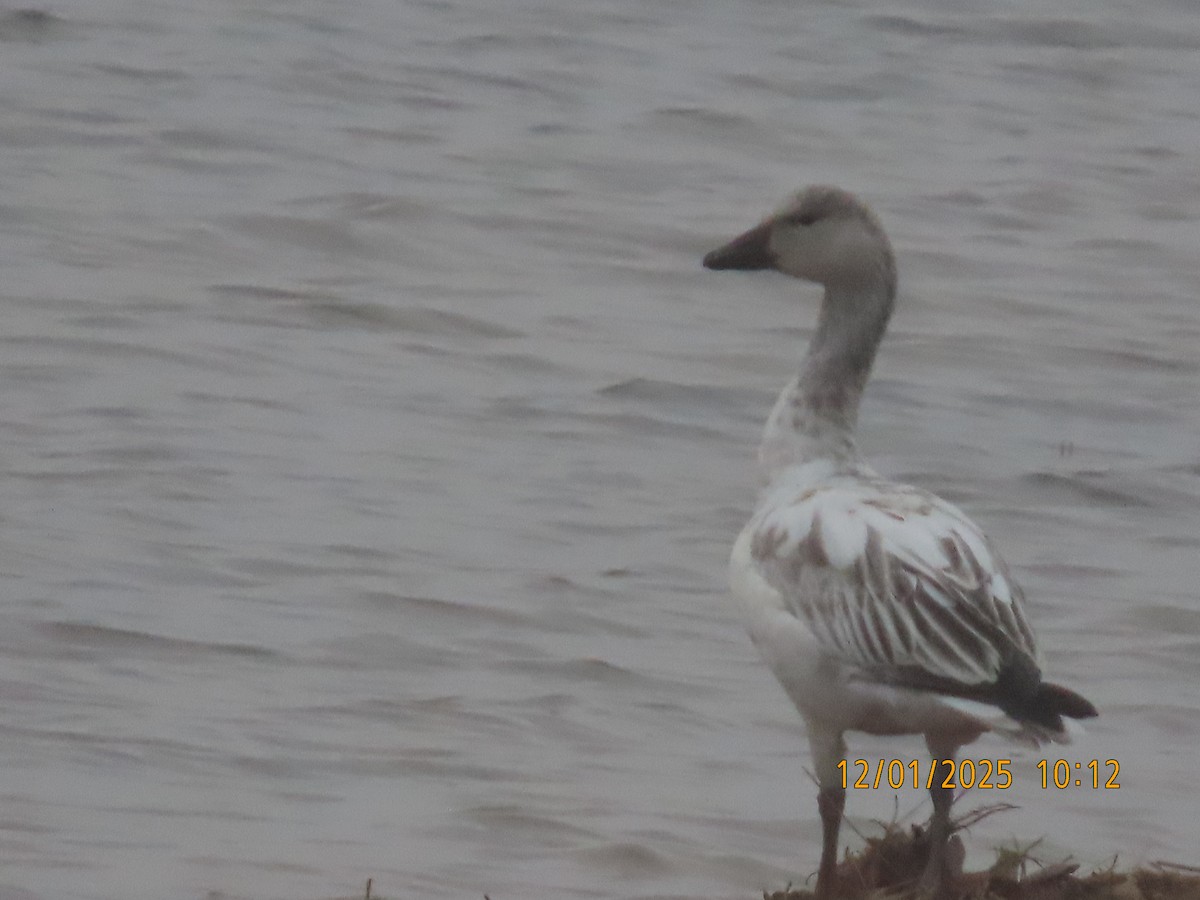 Snow Goose - ML646198943