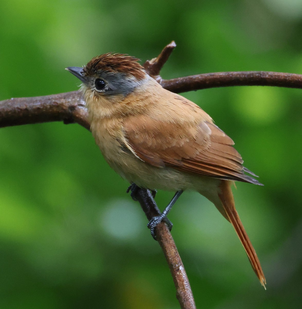 Chestnut-crowned Becard - ML646198945