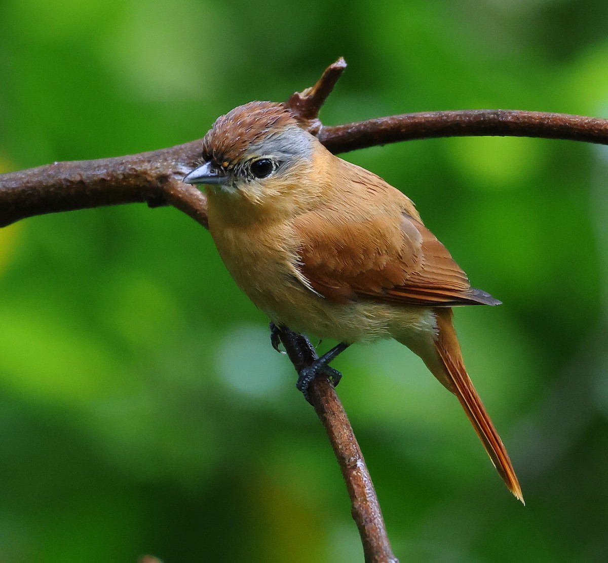 Chestnut-crowned Becard - ML646198946