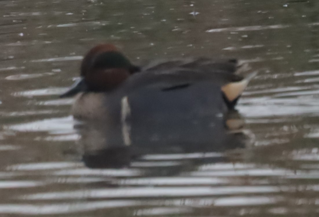 Green-winged Teal - ML646198963