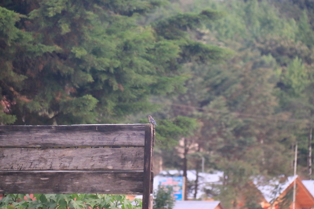 Eastern Bluebird (Mexican) - ML646198964