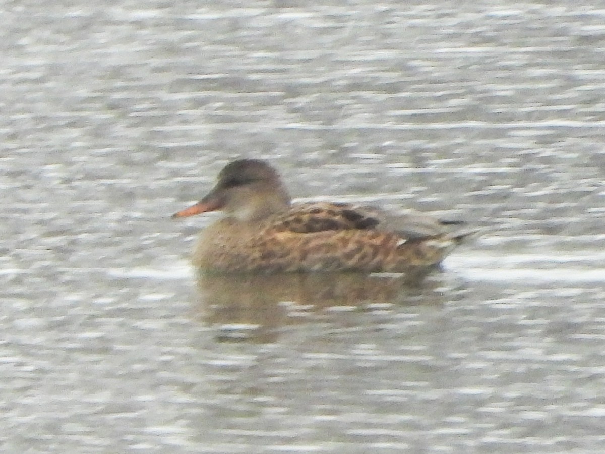 Ipar-ahatea - ML646198965