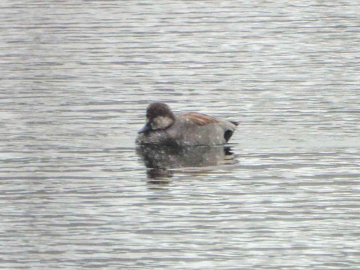 Ipar-ahatea - ML646198966