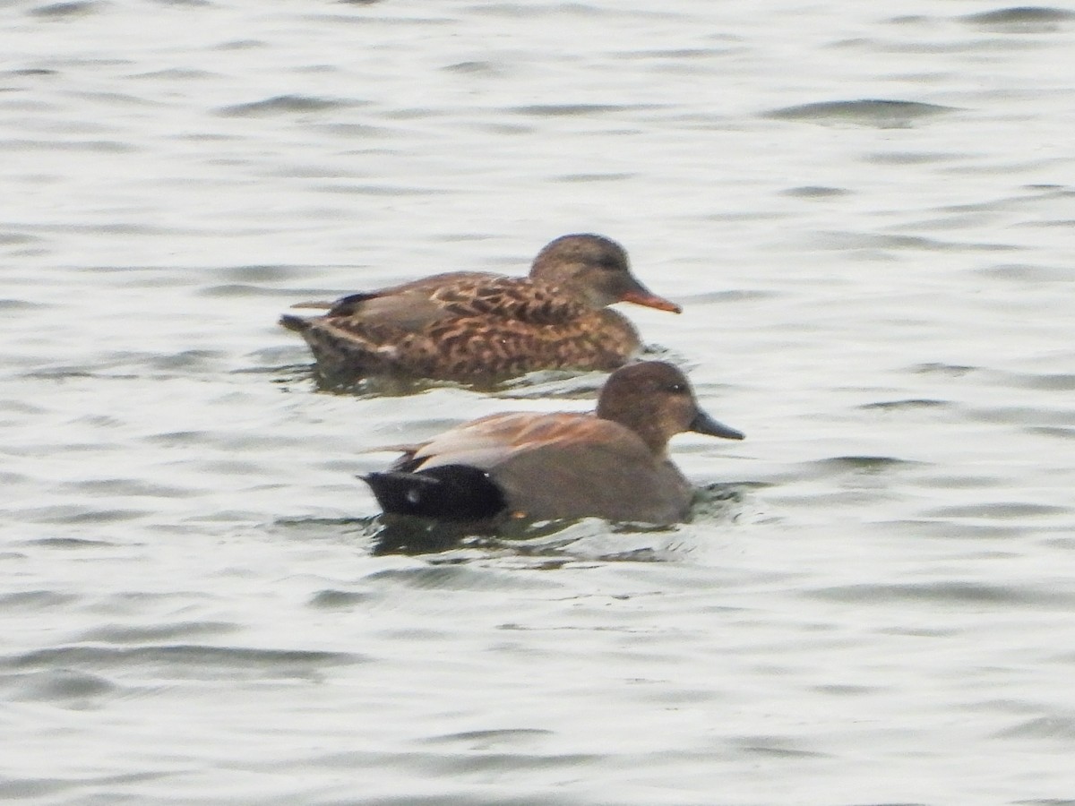 Ipar-ahatea - ML646198967