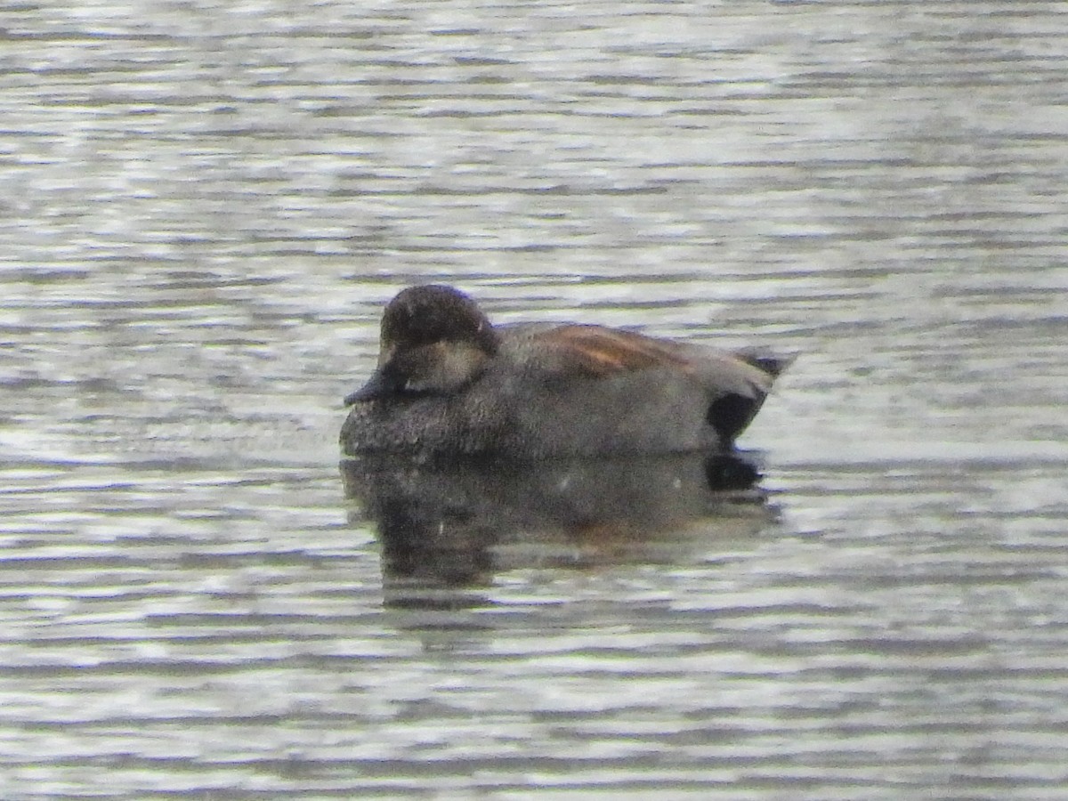 Ipar-ahatea - ML646198968