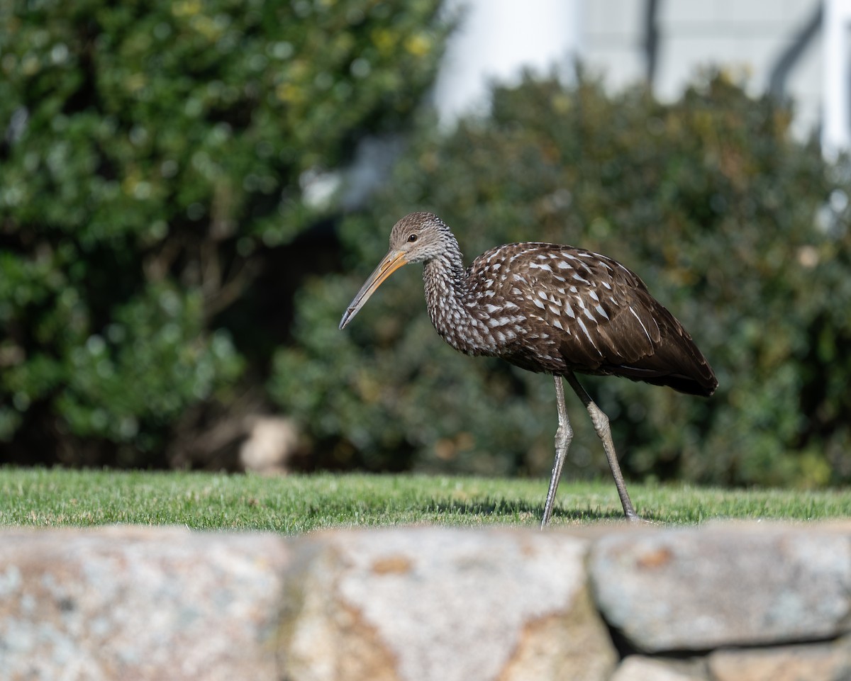 Limpkin (Speckled) - ML646198972