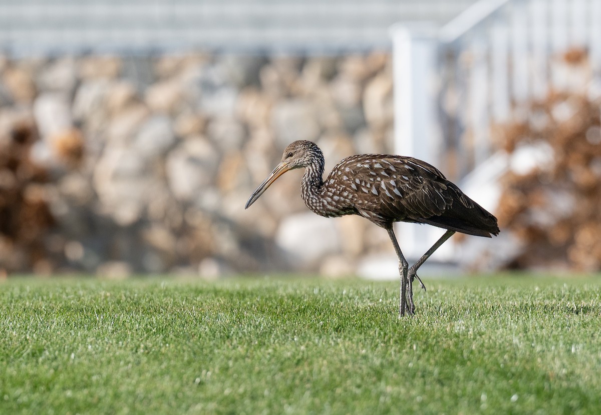 Limpkin (Speckled) - ML646198973