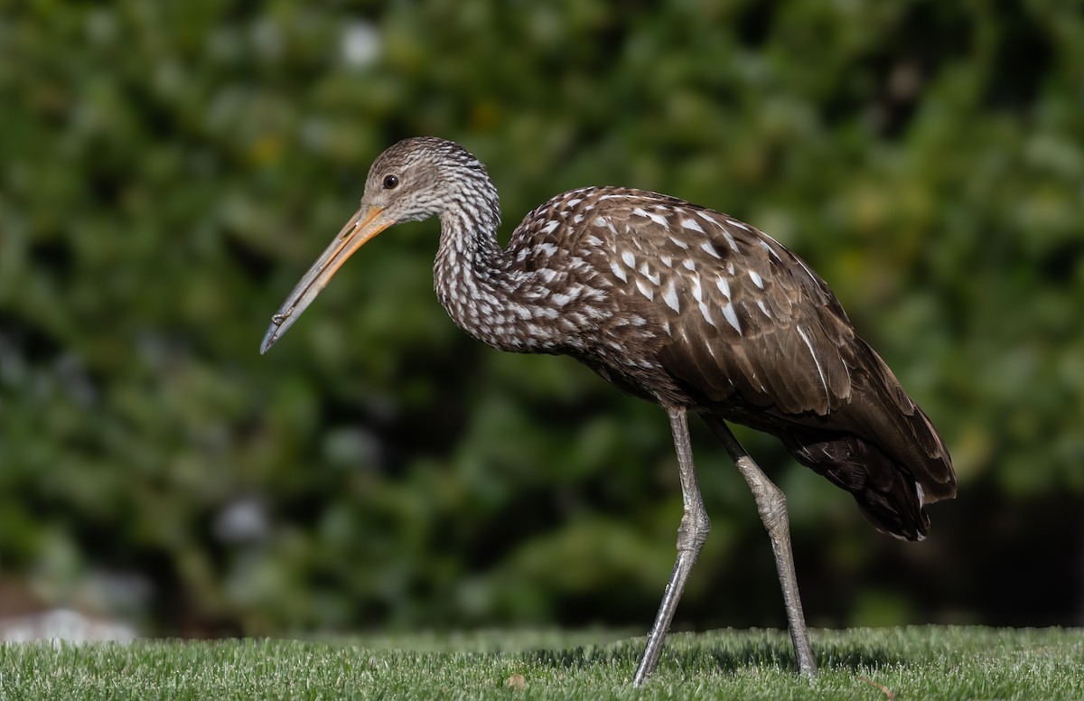 Limpkin (Speckled) - ML646198974