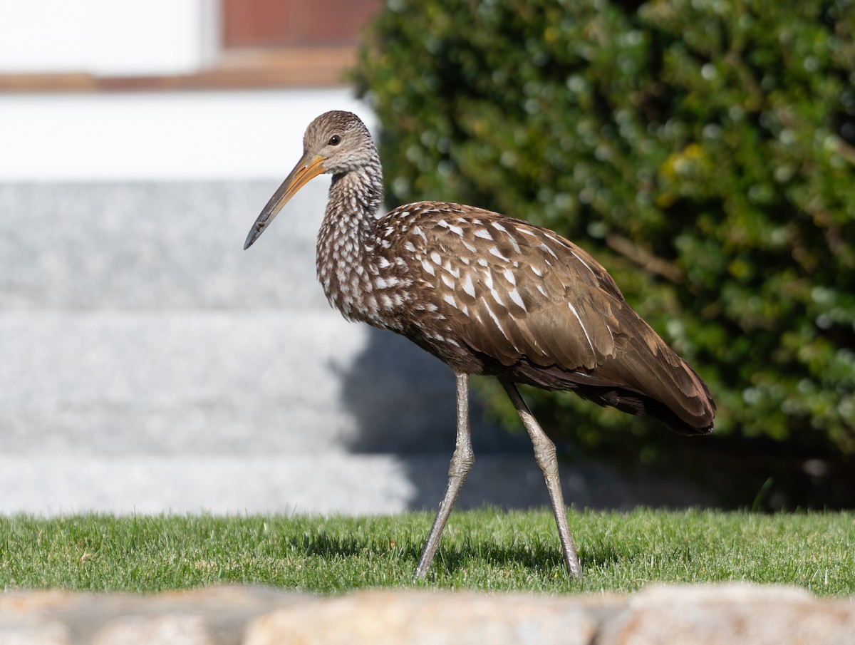 Limpkin (Speckled) - ML646198975