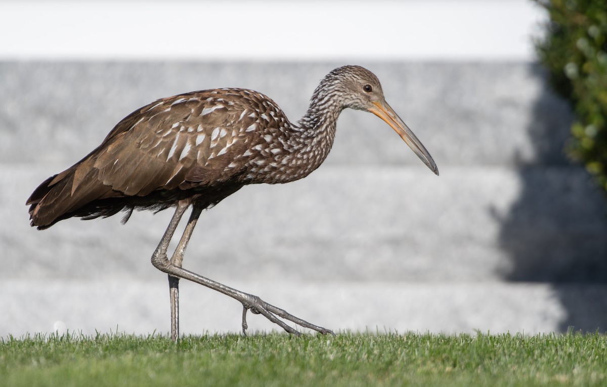 Limpkin (Speckled) - ML646198976