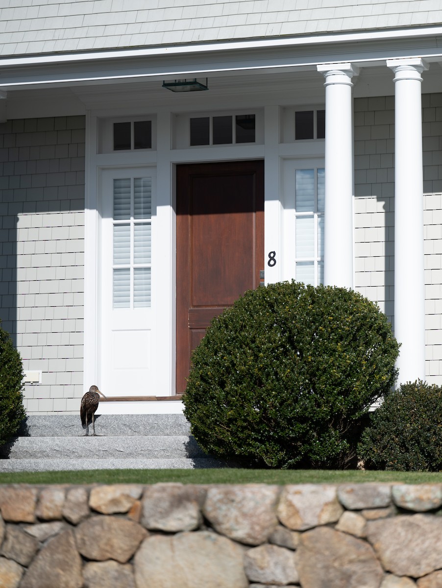 Limpkin (Speckled) - ML646198977