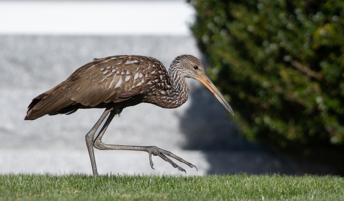 Limpkin (Speckled) - ML646198978