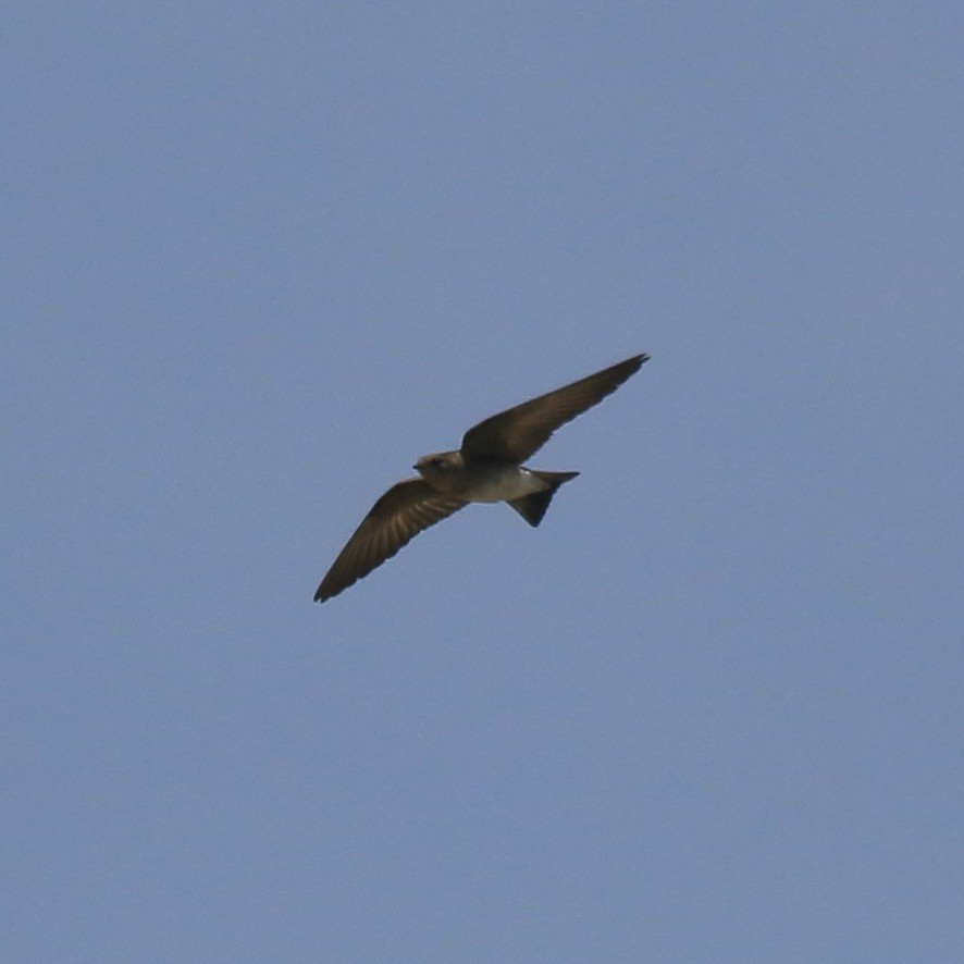 Northern Rough-winged Swallow - ML646198982