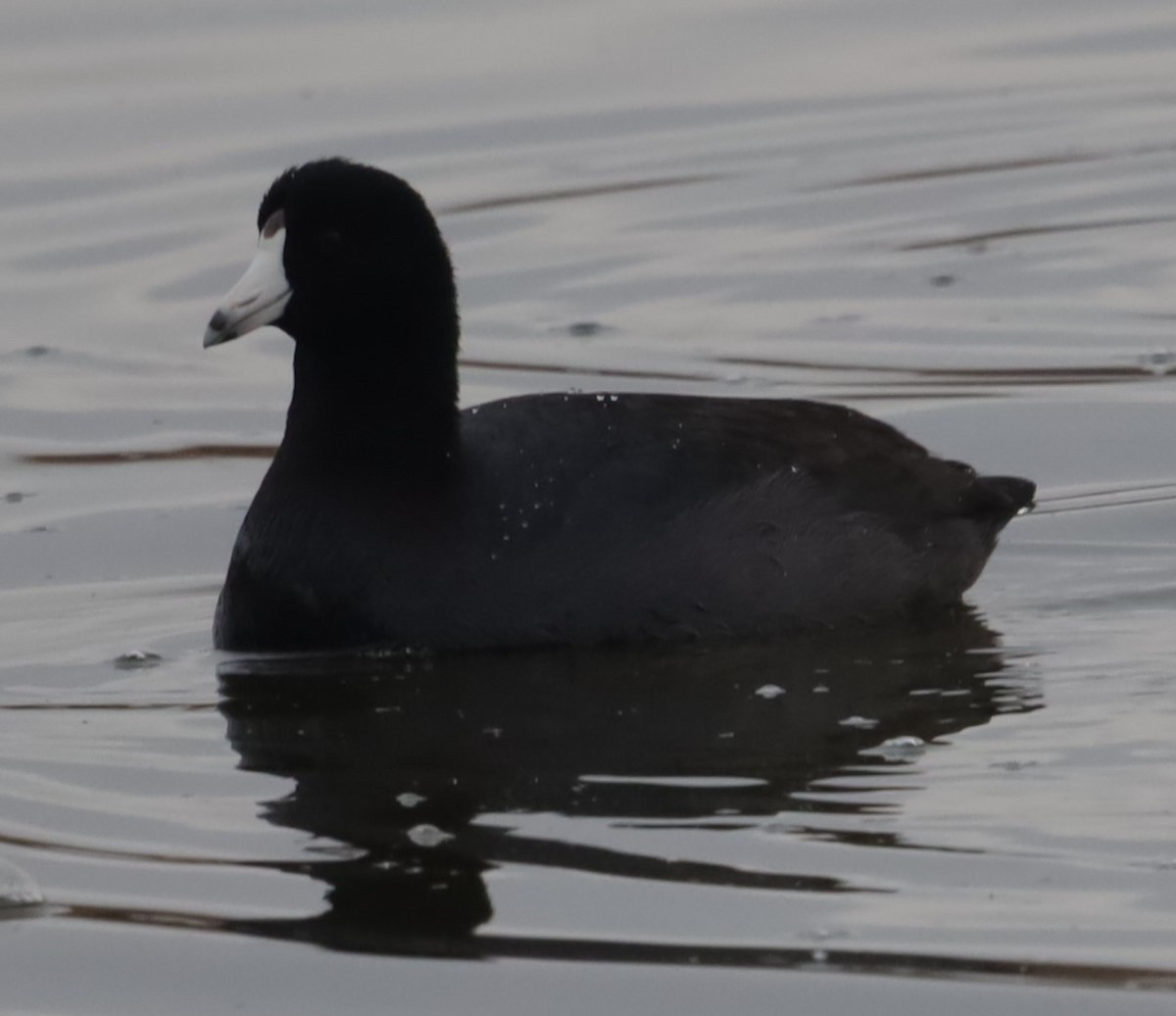 American Coot - ML646198983