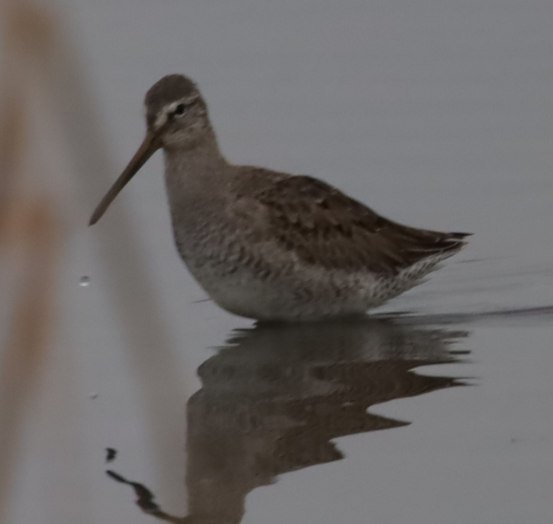 Long-billed Dowitcher - ML646198984