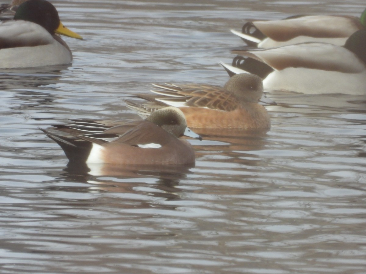 American Wigeon - ML646198988
