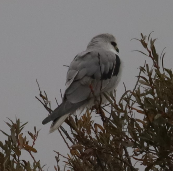 White-tailed Kite - ML646198990