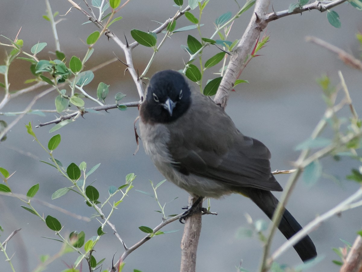 Gelbsteißbülbül - ML646198992