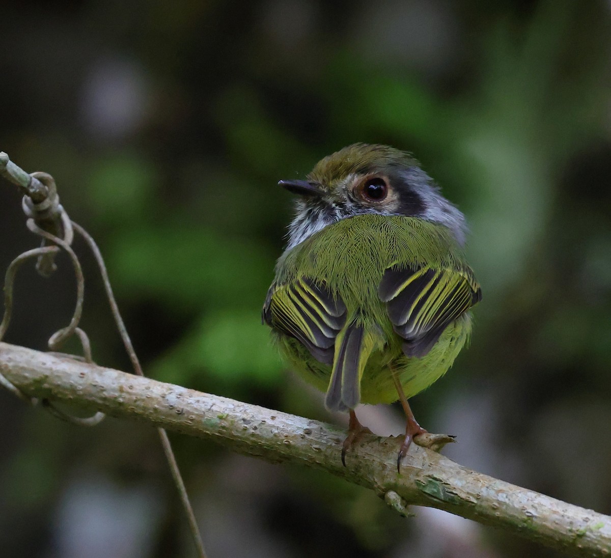 Microtyran oreillard - ML646198994