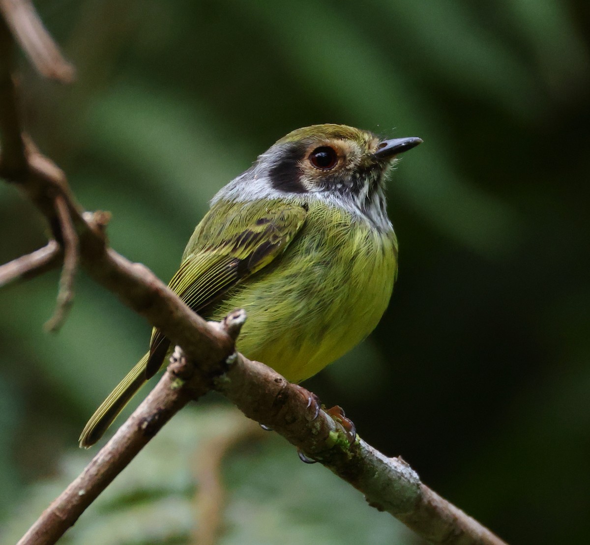 Microtyran oreillard - ML646198995