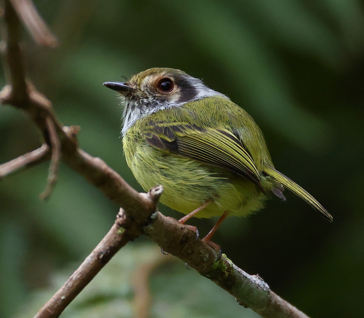 Microtyran oreillard - ML646198996