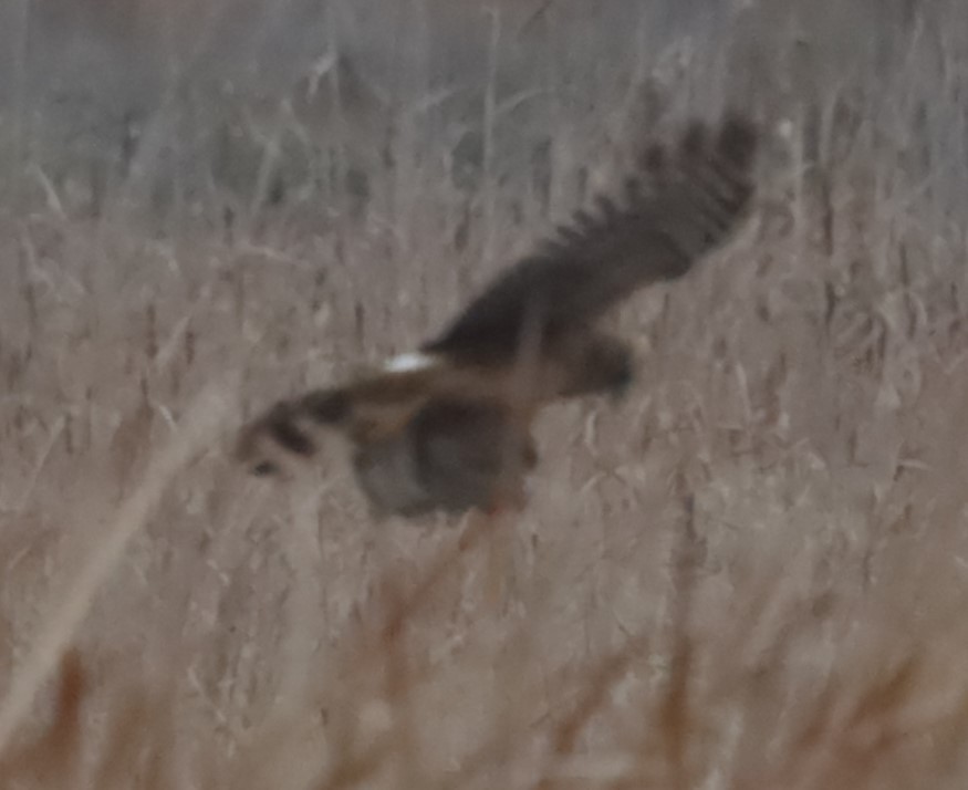 Northern Harrier - ML646199000