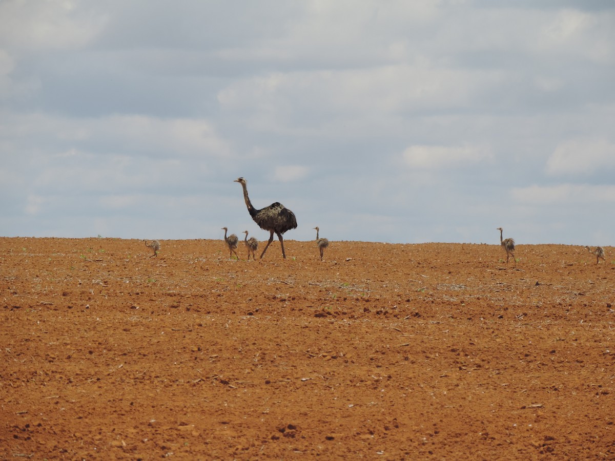 Greater Rhea - ML646199003