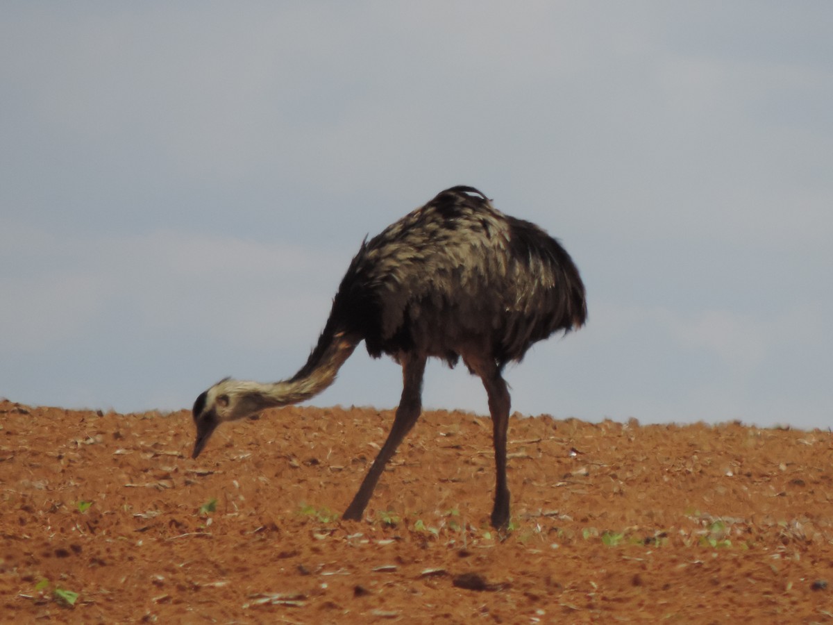 Greater Rhea - ML646199004