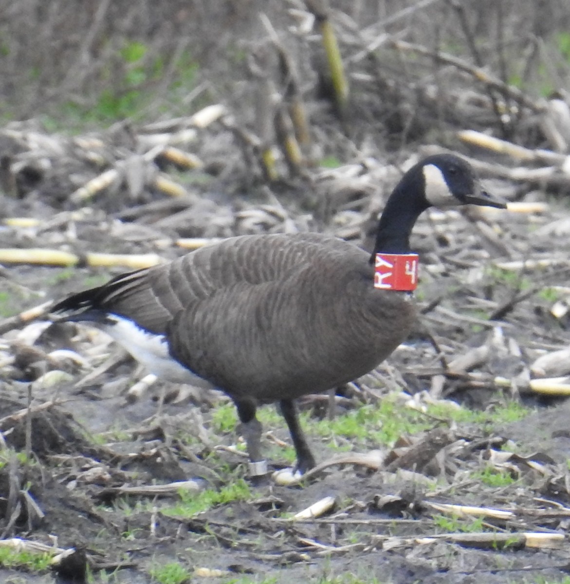 Canada Goose (occidentalis/fulva) - ML646199005