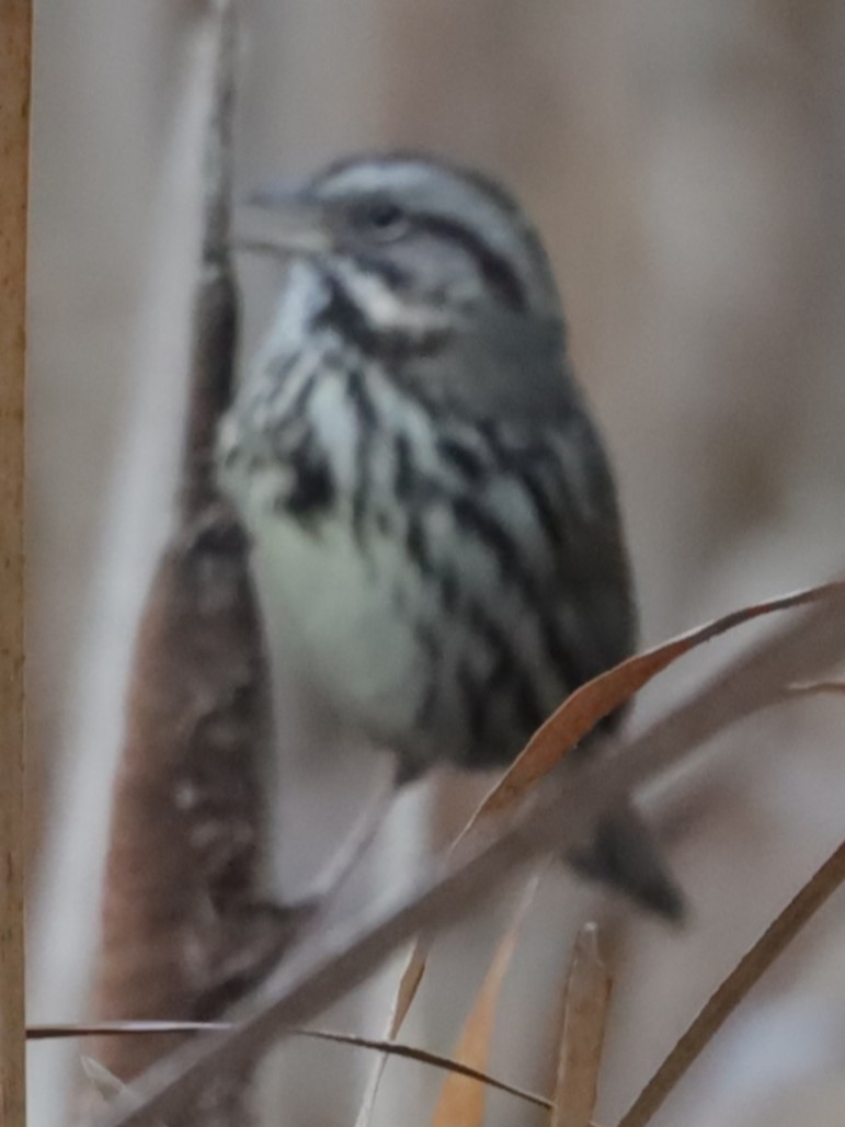 Song Sparrow - ML646199007