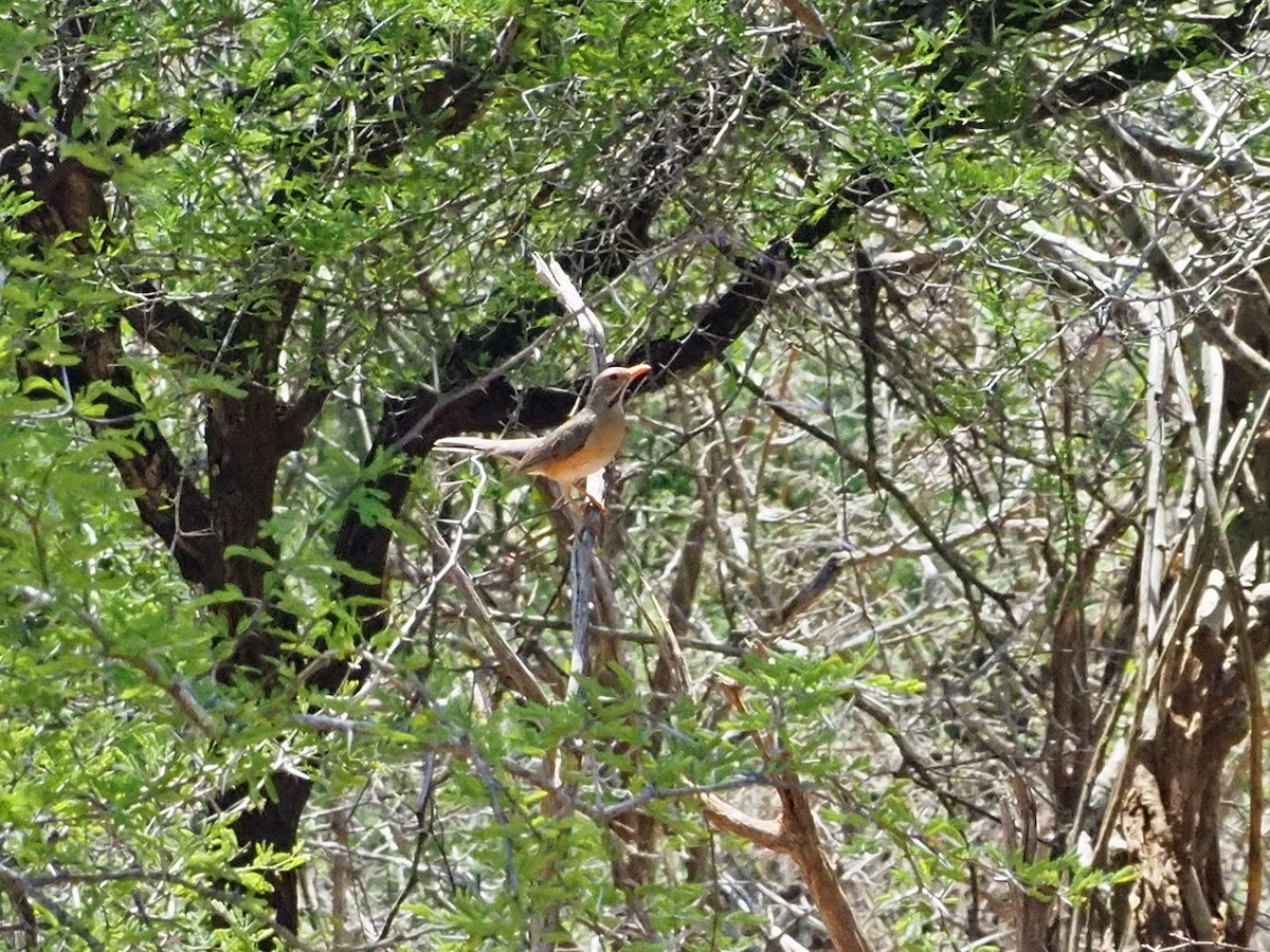 Kurrichane Thrush - ML646199011
